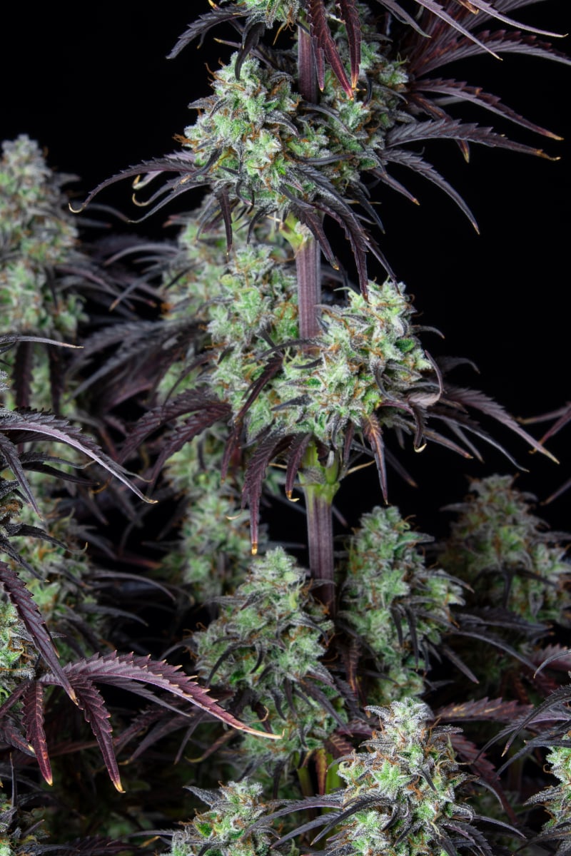 FAST BUDS - MIMOSA CAKE AUTO