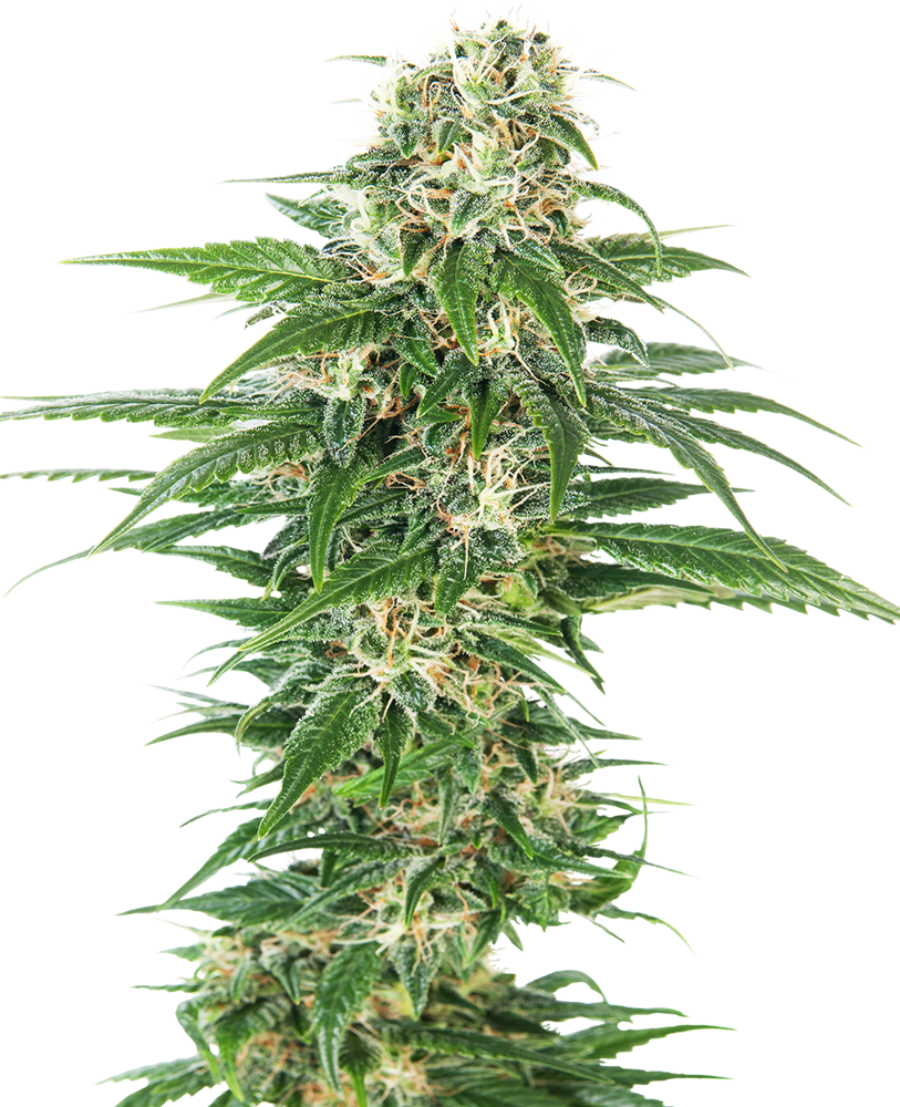 SENSI SEEDS - EARLY SKUNK AUTOMATICA - REDUX SERIES
