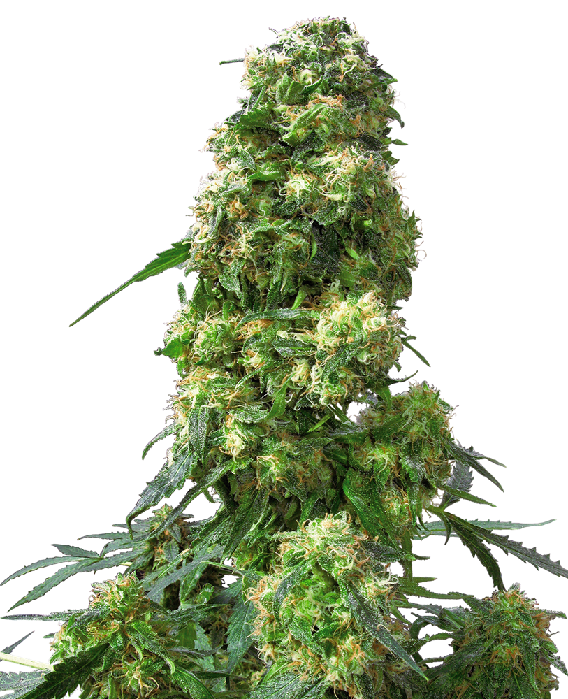 SENSI SEEDS - EARLY SKUNK FEMMINIZZATA