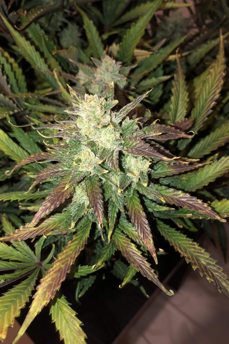FAST BUDS - GORILLA GLUE AUTO