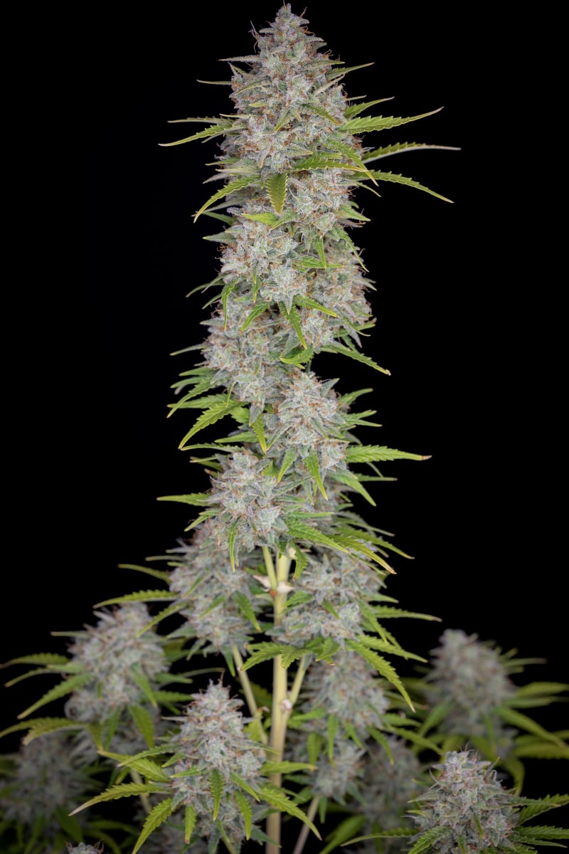 FAST BUDS - ORANGE SHERBET AUTO