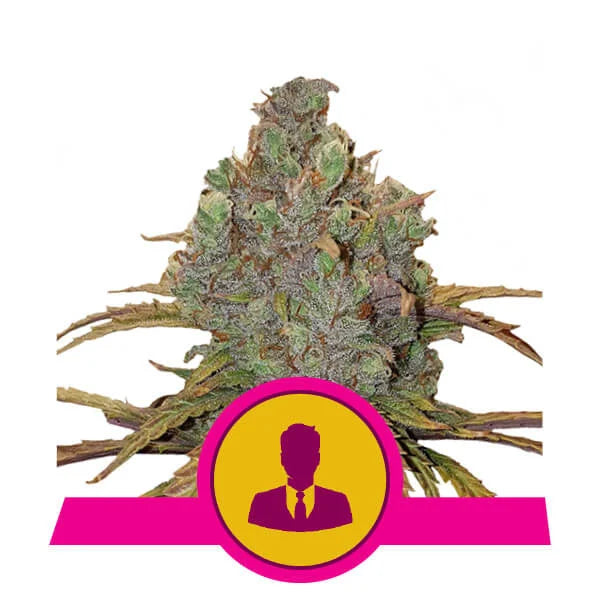 ROYAL QUEEN SEEDS - EL PATRON FEMMINIZZATA