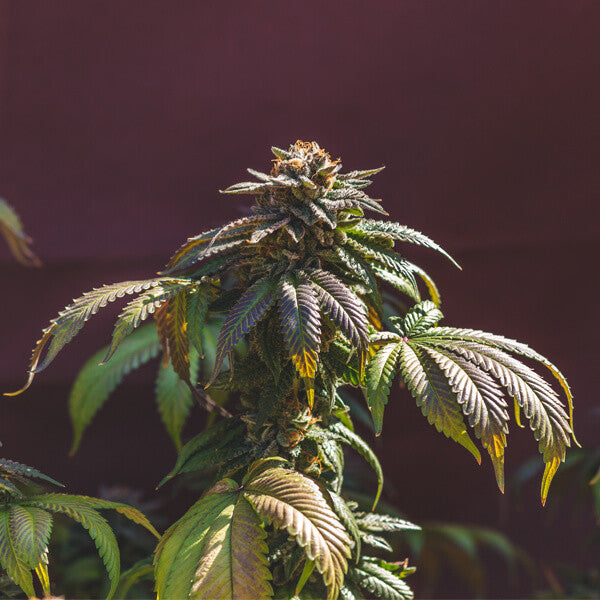 ROYAL QUEEN SEEDS - EUPHORIA