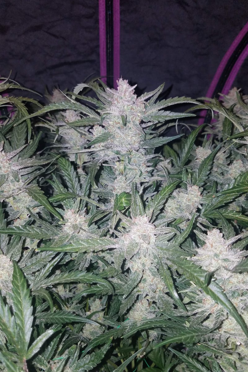 FAST BUDS - MEXICAN AIRLINES AUTO