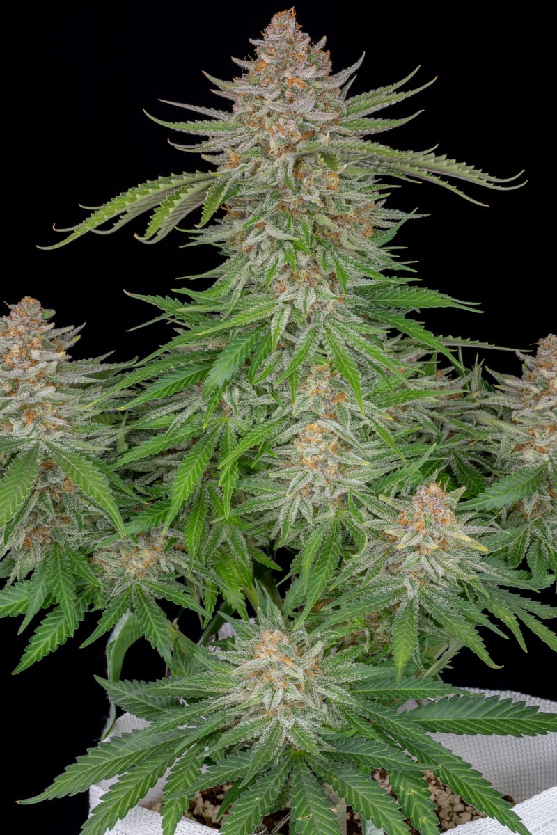 FAST BUDS - STRAWBERRY PIE AUTO