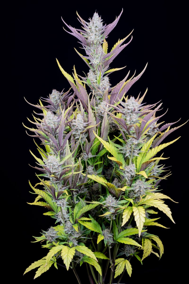 FAST BUDS - WEDDING GLUE AUTO