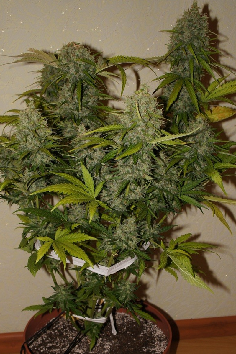 FAST BUDS - GRAPEFRUIT AUTO
