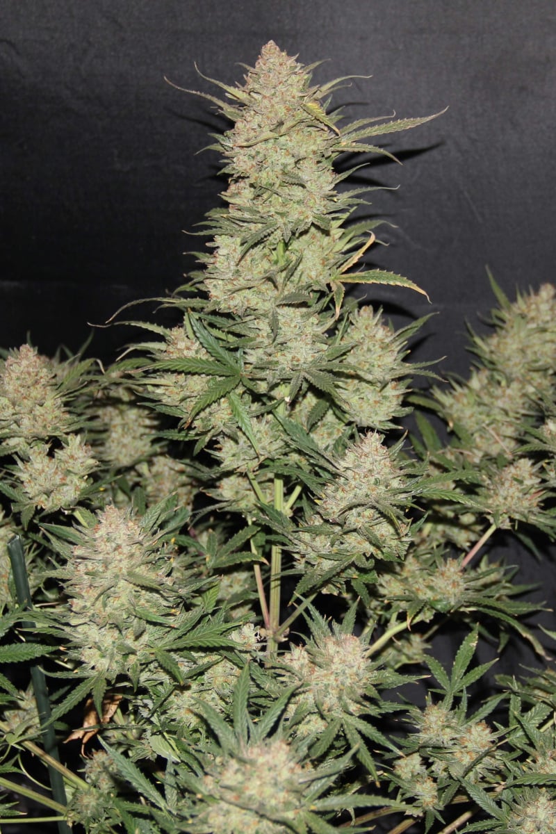 FAST BUDS - OG KUSH AUTO