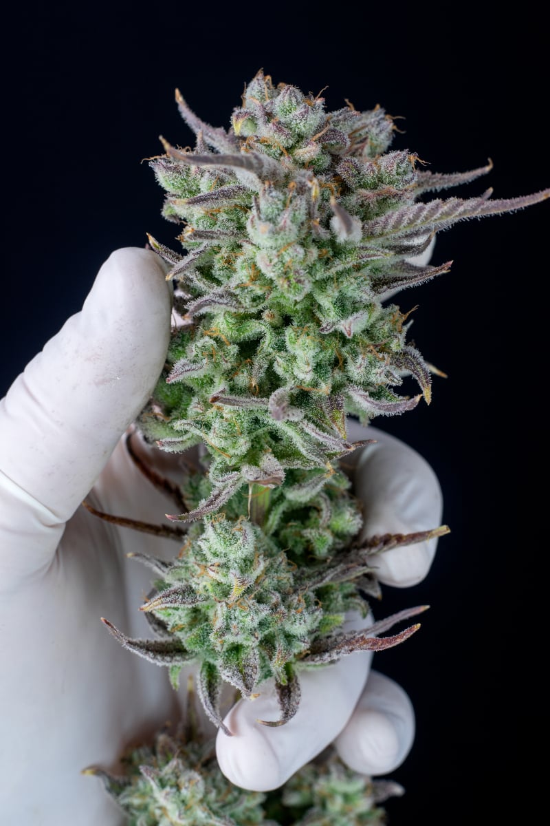FAST BUDS - STRAWBERRY BANANA AUTO