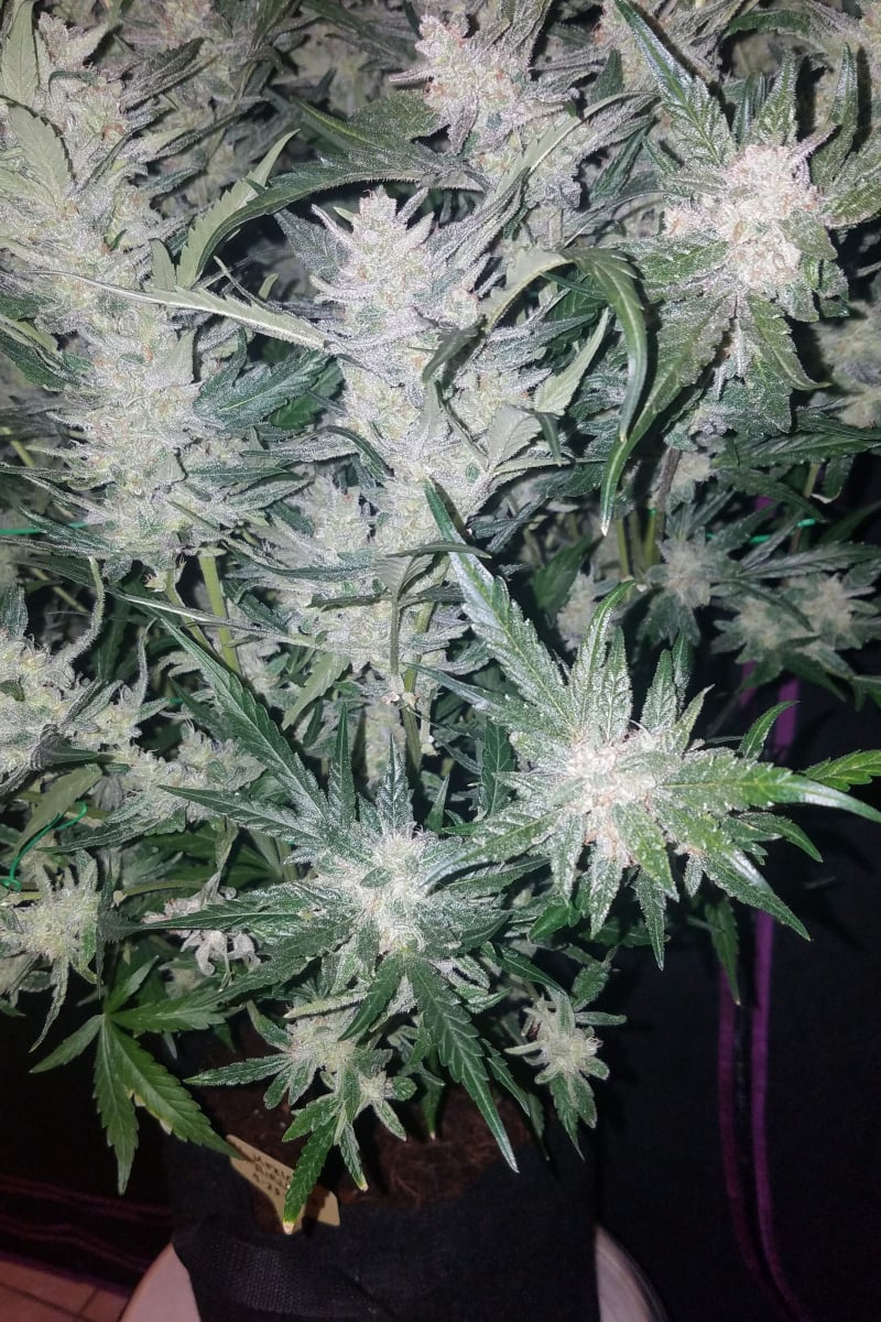 FAST BUDS - MEXICAN AIRLINES AUTO