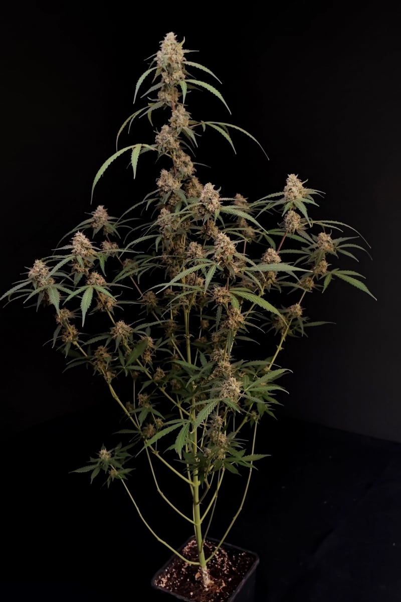 FAST BUDS - AK AUTO