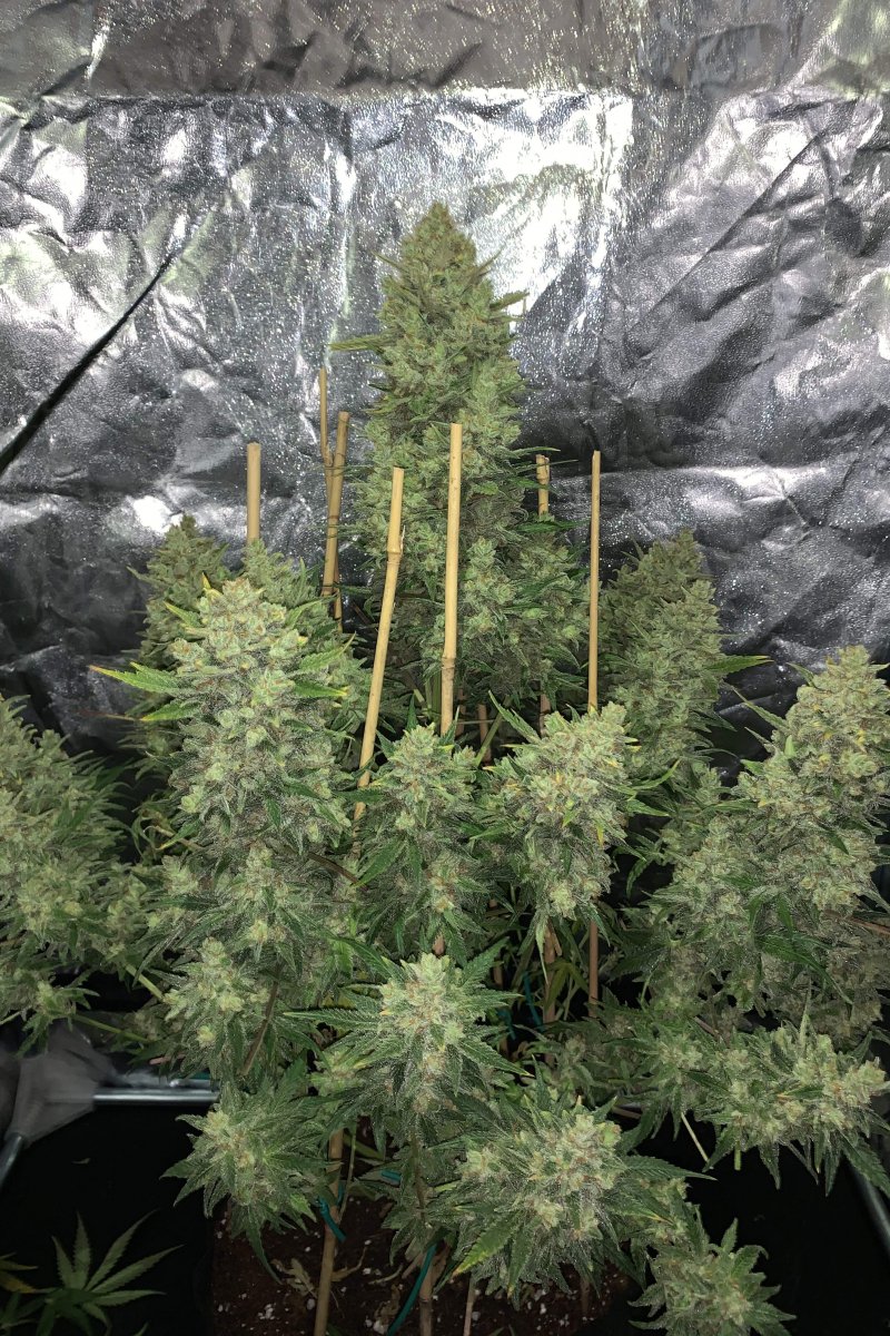 FAST BUDS - OG KUSH AUTO