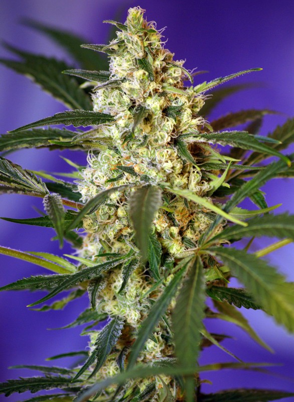 SWEET SEEDS - FAST BUD #2 AUTO