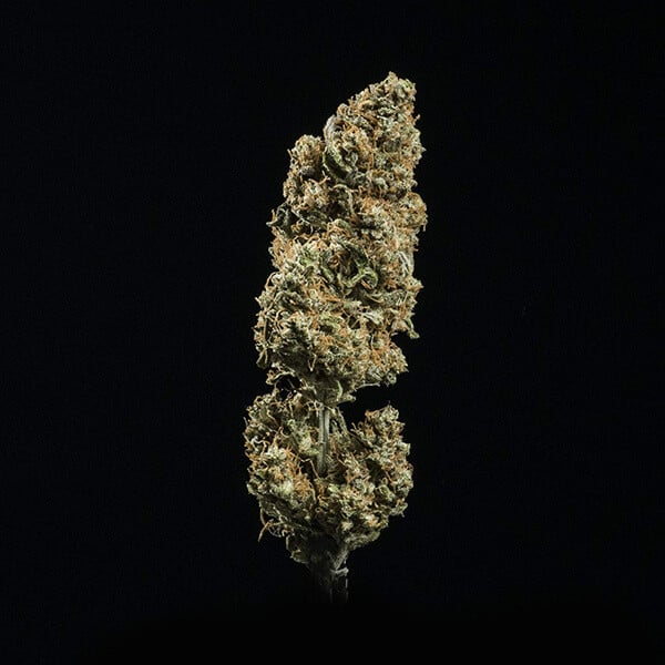 ROYAL QUEEN SEEDS - FAT BANANA AUTO