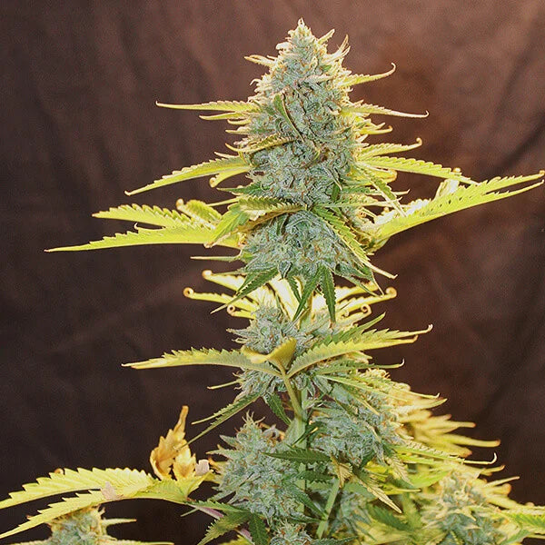 ROYAL QUEEN SEEDS - FAT BANANA AUTO