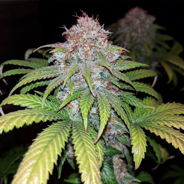 ROYAL QUEEN SEEDS - FAT BANANA FEMMINIZZATA