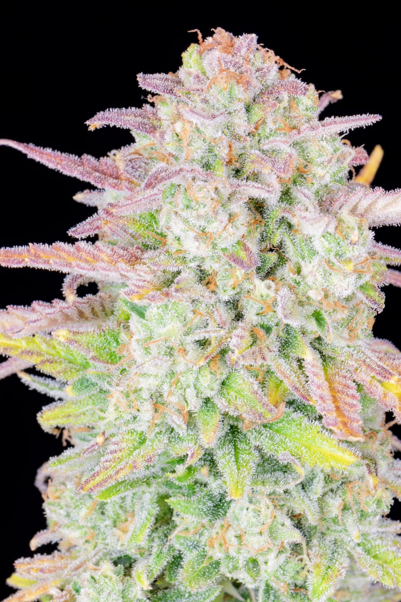 FAST BUDS - TRAINWRECK AUTO