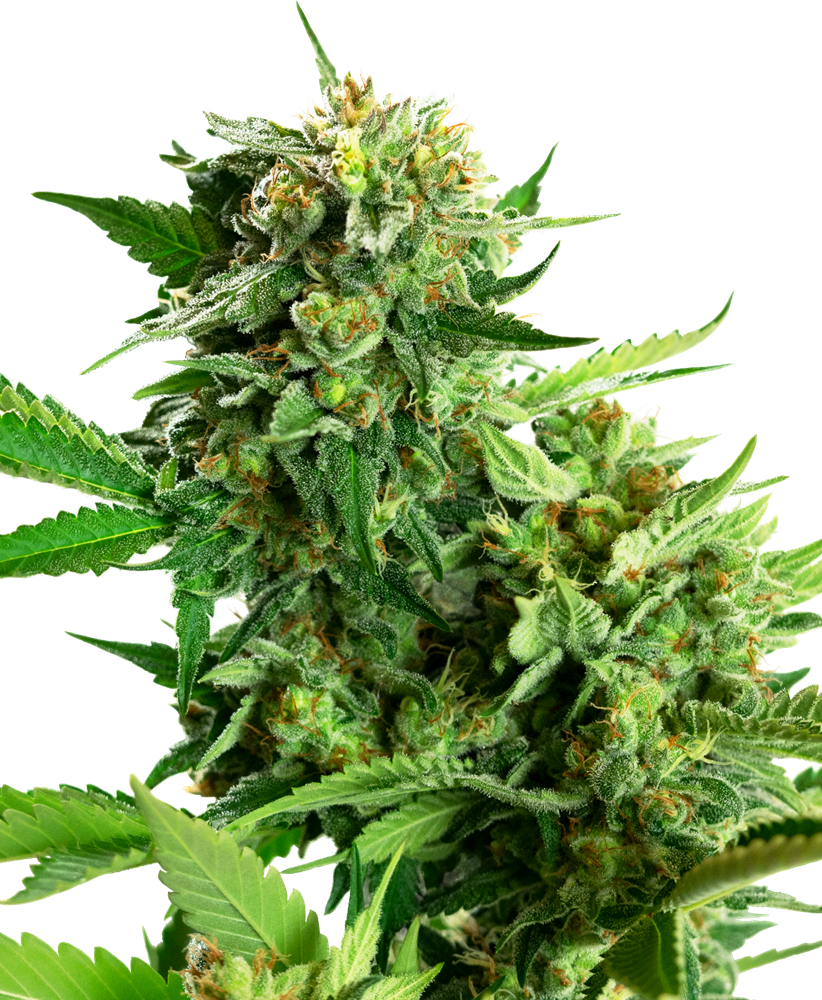 SENSI SEEDS - BLACKBERRY CAKE FEMMINIZZATA - RESEARCH