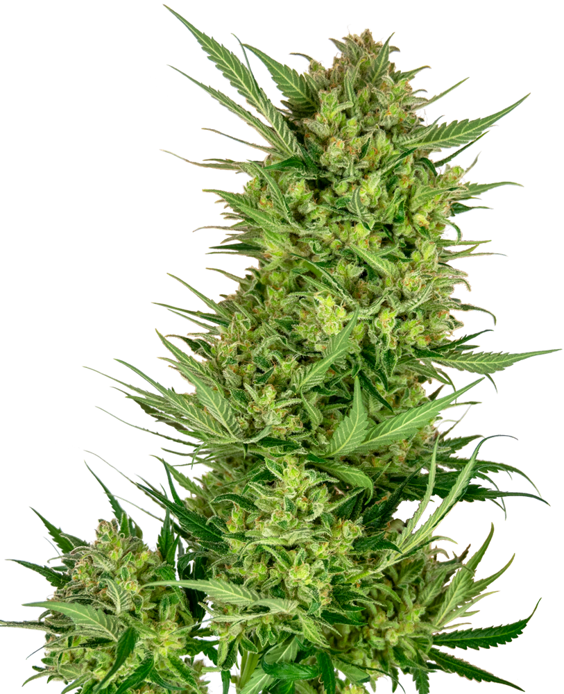 SENSI SEEDS - FEMMINIZZATA - RESEARCH