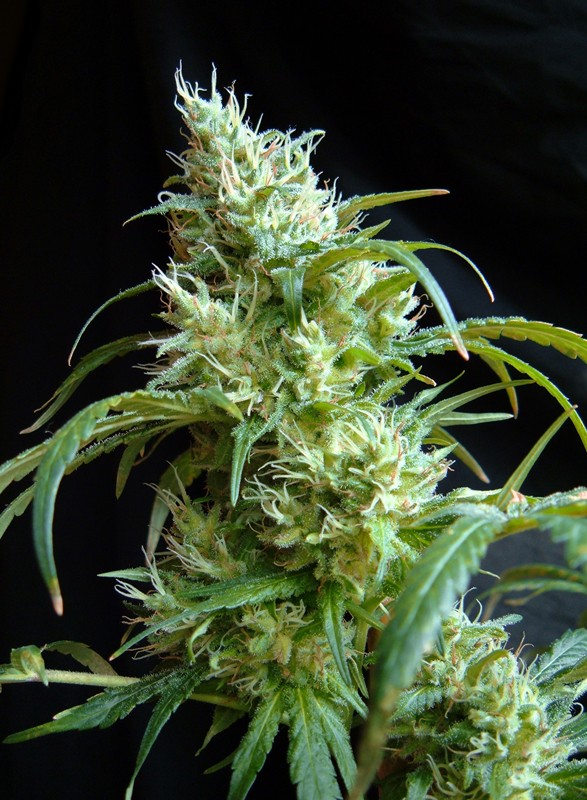 SWEET SEEDS - FLASH BACK #2 FEMMINIZZATA