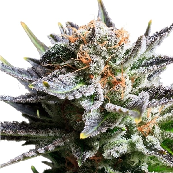 ROYAL QUEEN SEEDS - FRUIT SPIRIT
