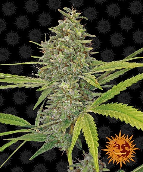 BARNEY'S FARM - G13 HAZE FEM