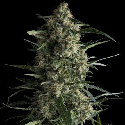 PYRAMID SEEDS - GALAXY FEM