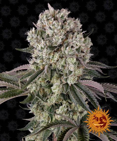 BARNEY'S FARM - GLOOKIES FEM