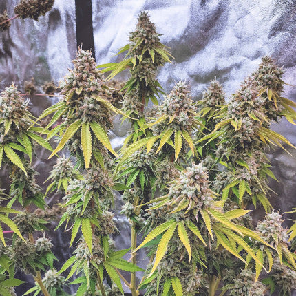 DUTCH PASSION - GLUEBERRY OG FEMMINIZZATI