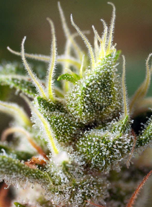 SWEET SEEDS - GORILLA GIRL - F1 FAST VERSION