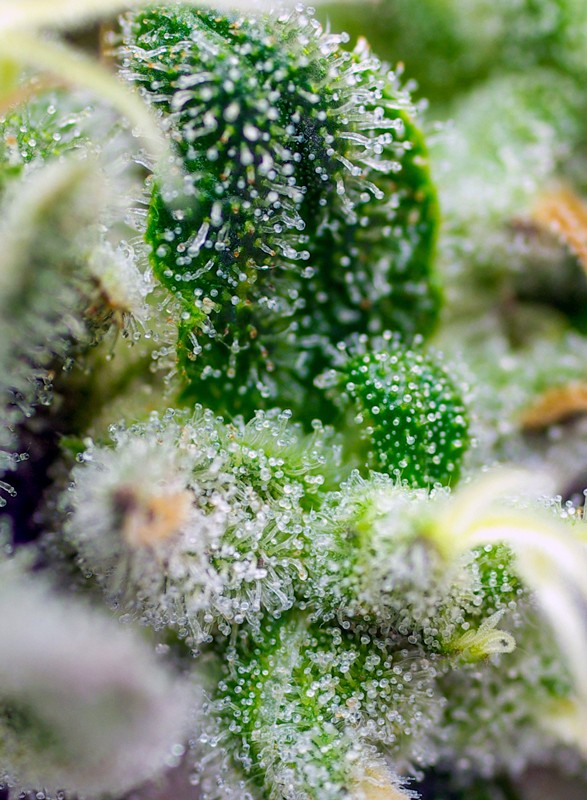 SWEET SEEDS - GORILLA GIRL XL AUTO