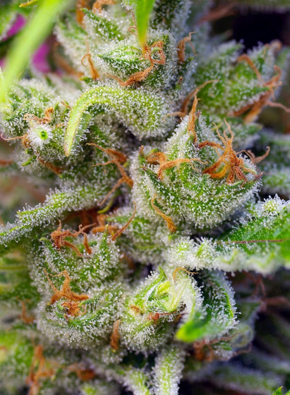 SWEET SEEDS - GORILLA GIRL FEM