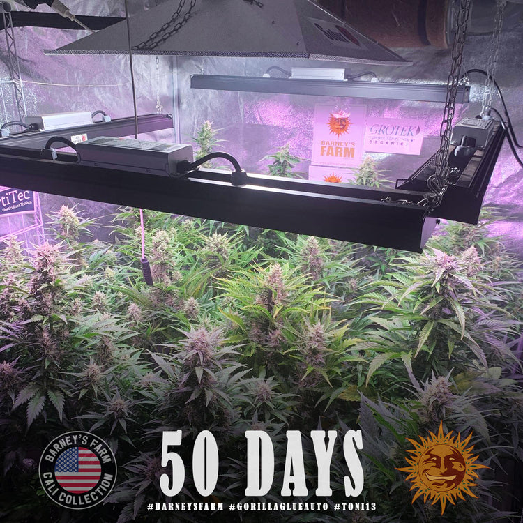 BARNEY'S FARM - GORILLA GLUE AUTO