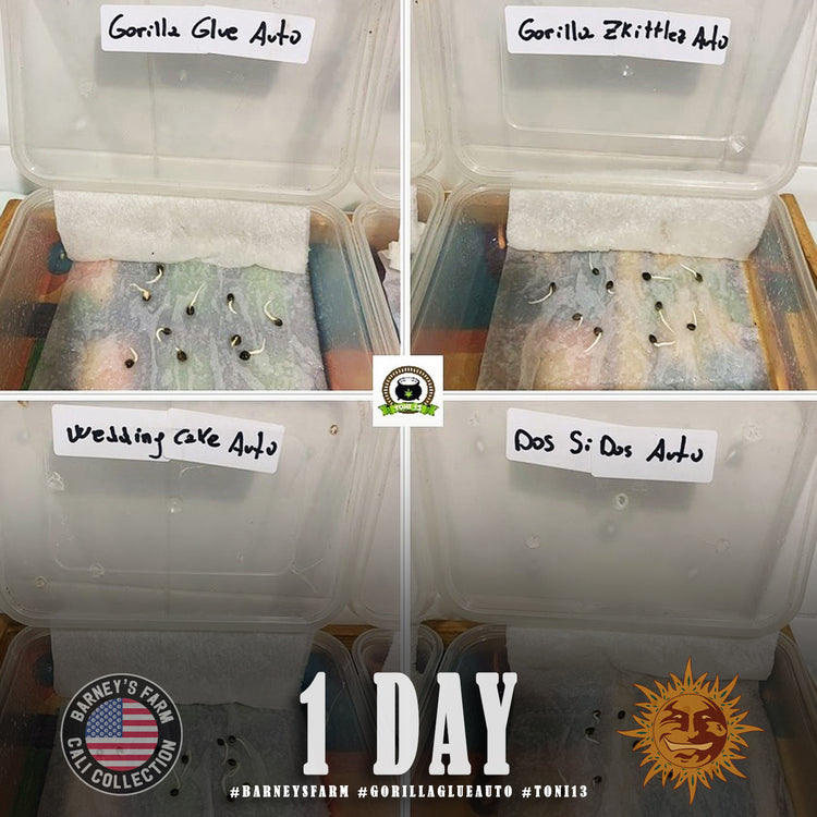 BARNEY'S FARM - GORILLA GLUE AUTO