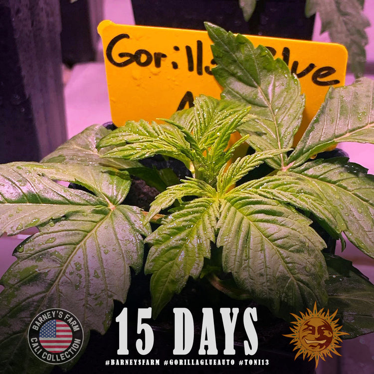 BARNEY'S FARM - GORILLA GLUE AUTO