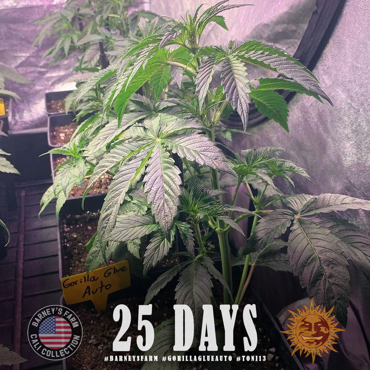 BARNEY'S FARM - GORILLA GLUE AUTO