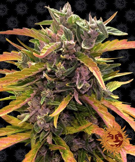 BARNEY'S FARM - GORILLA GLUE AUTO