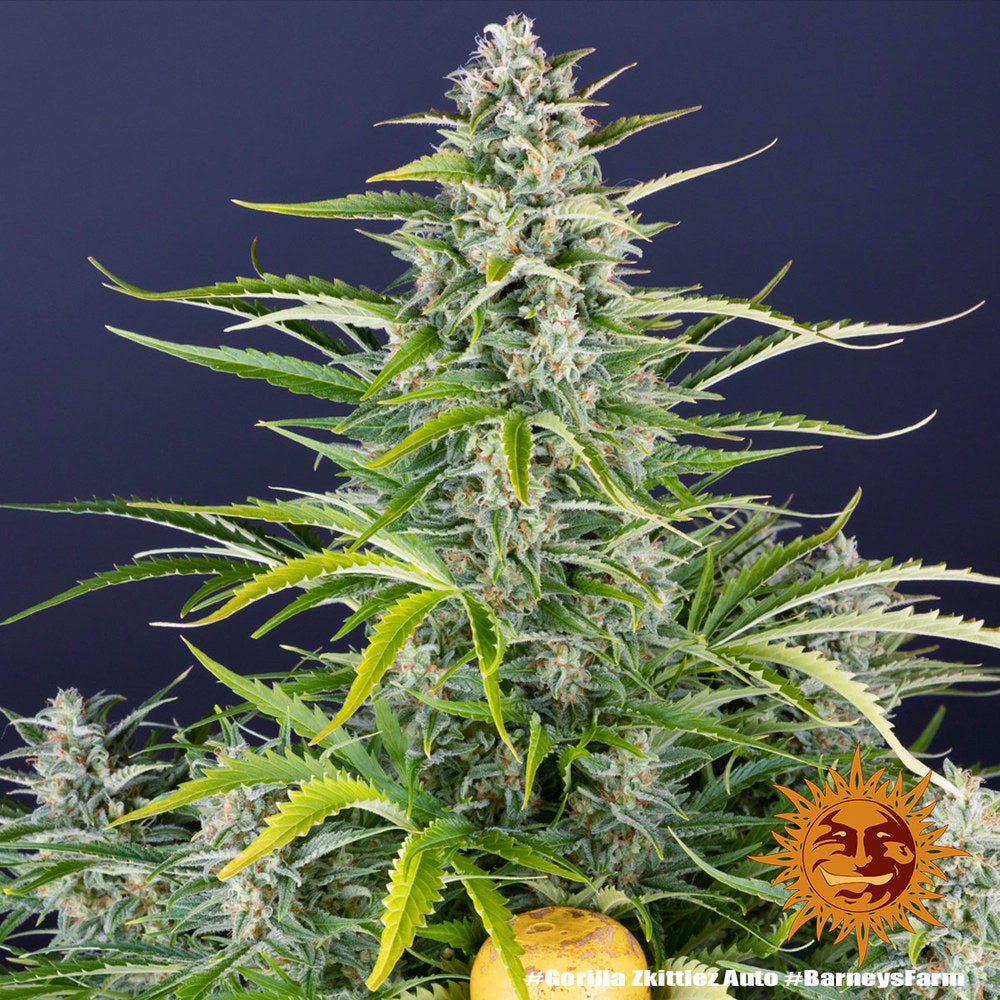 BARNEY'S FARM - GORILLA ZKITTLEZ AUTO