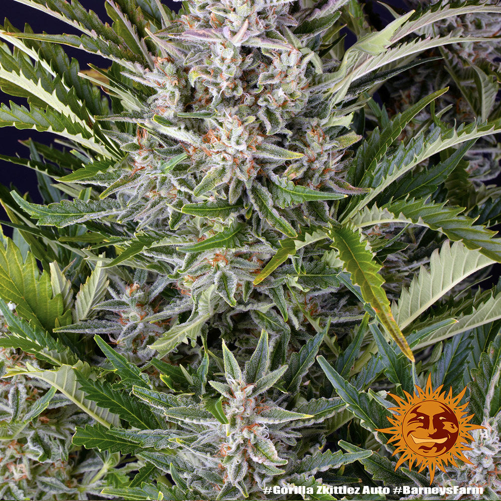 BARNEY'S FARM - GORILLA ZKITTLEZ AUTO
