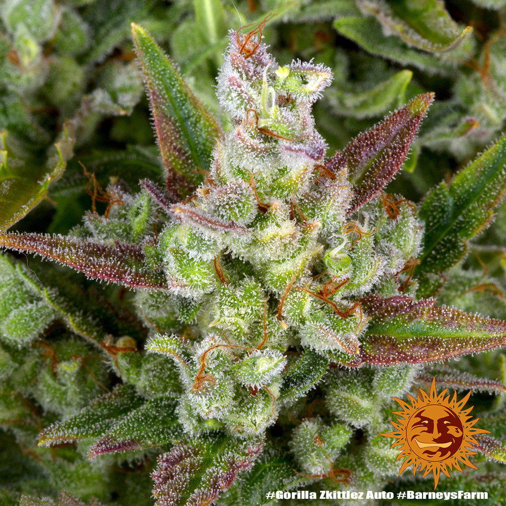 BARNEY'S FARM - GORILLA ZKITTLEZ AUTO