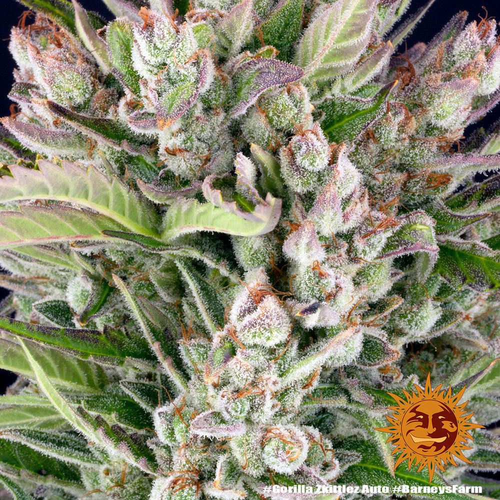 BARNEY'S FARM - GORILLA ZKITTLEZ AUTO