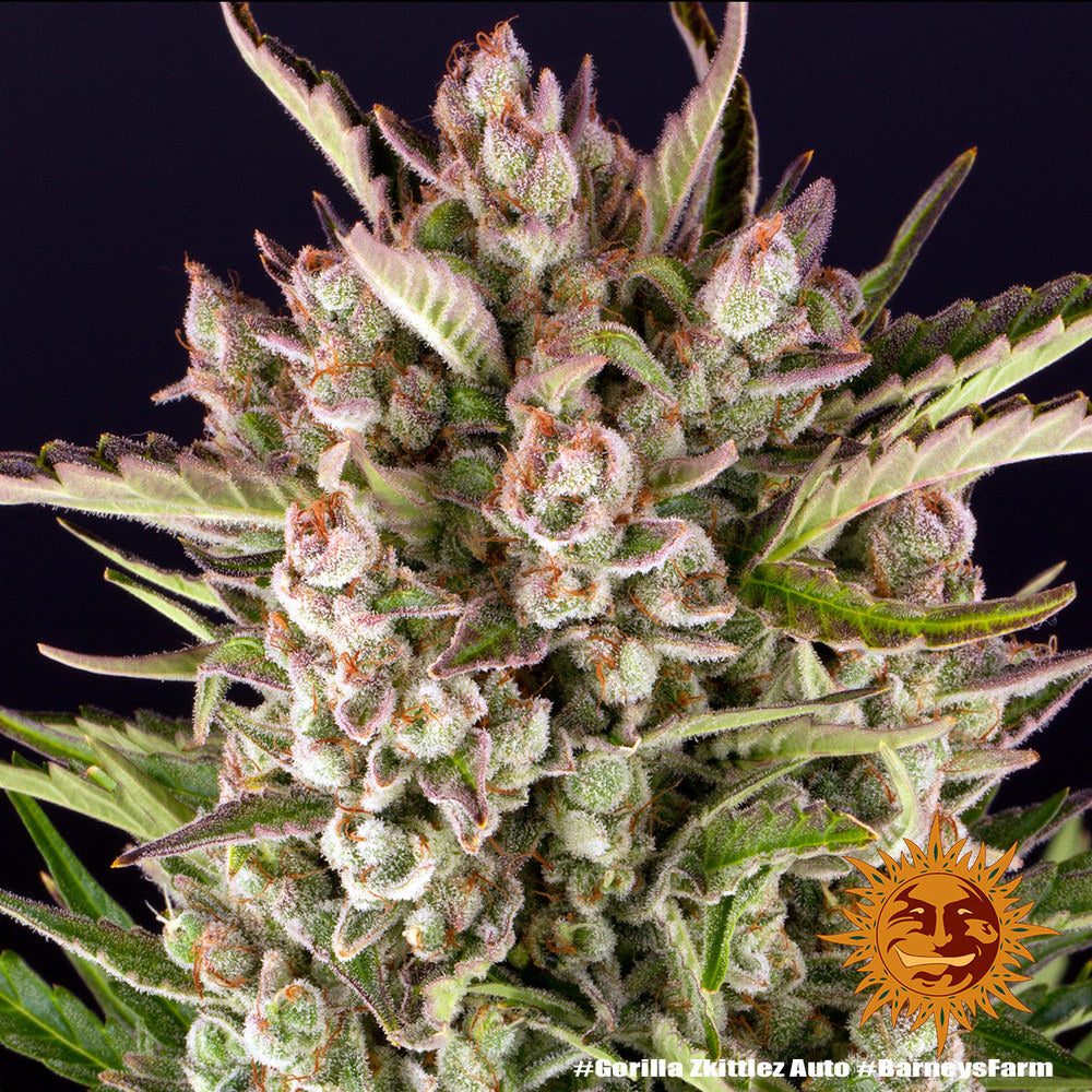 BARNEY'S FARM - GORILLA ZKITTLEZ AUTO