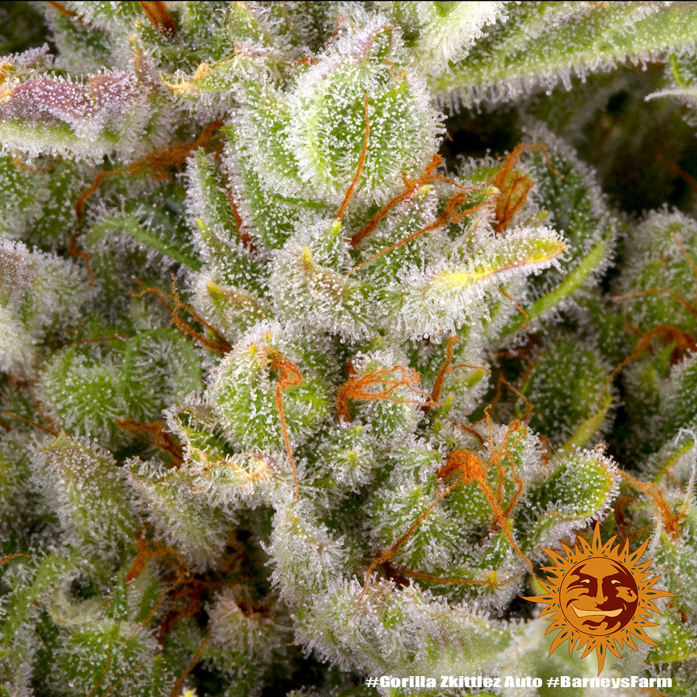 BARNEY'S FARM - GORILLA ZKITTLEZ AUTO