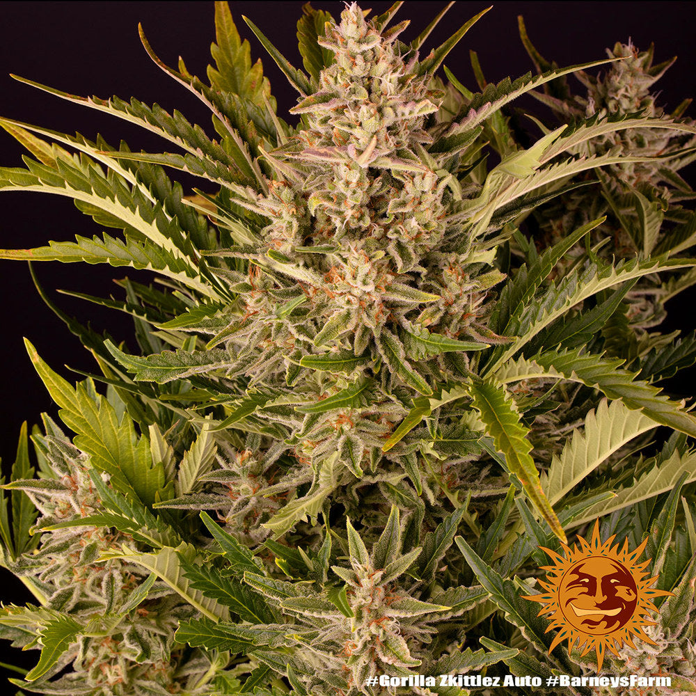 BARNEY'S FARM - GORILLA ZKITTLEZ AUTO