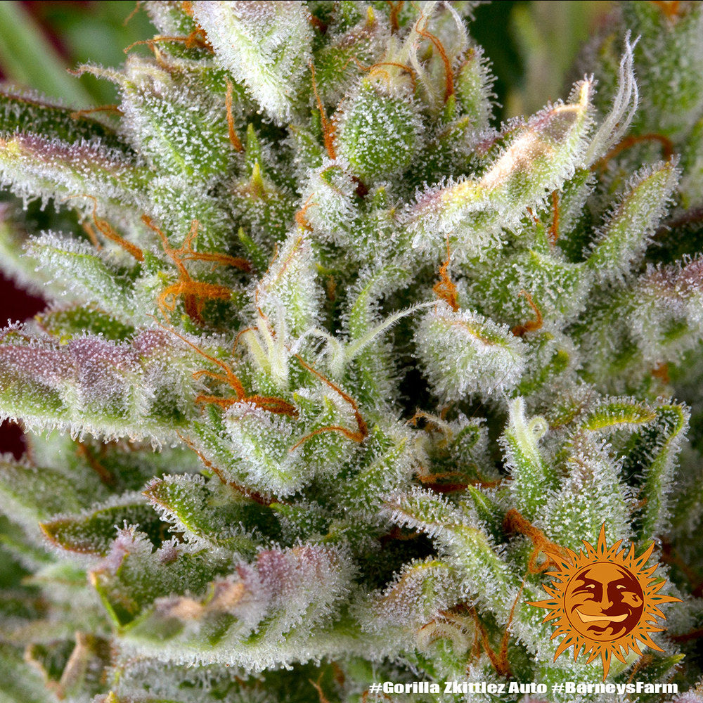 BARNEY'S FARM - GORILLA ZKITTLEZ AUTO