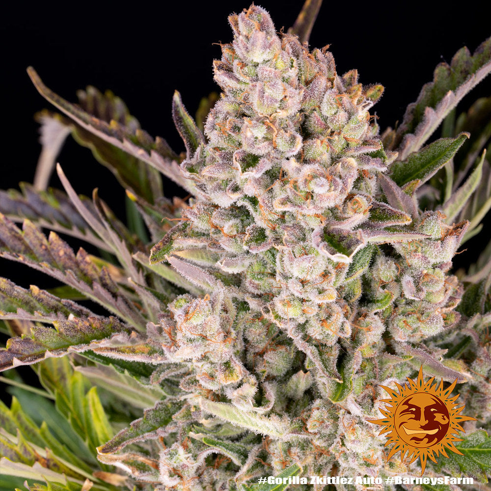 BARNEY'S FARM - GORILLA ZKITTLEZ AUTO