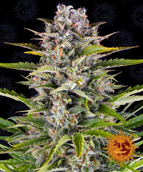 BARNEY'S FARM - GORILLA ZKITTLEZ AUTO