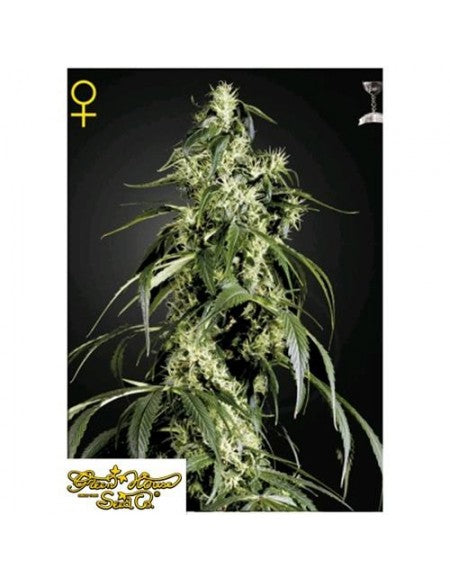 GREEN HOUSE - ARJAN'S HAZE#3