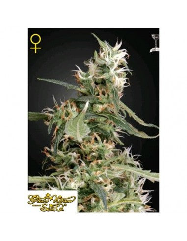 GREEN HOUSE - ARJAN'S ULTRA HAZE #1