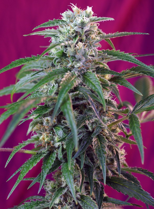 SWEET SEEDS - GREEN POISON AUTO